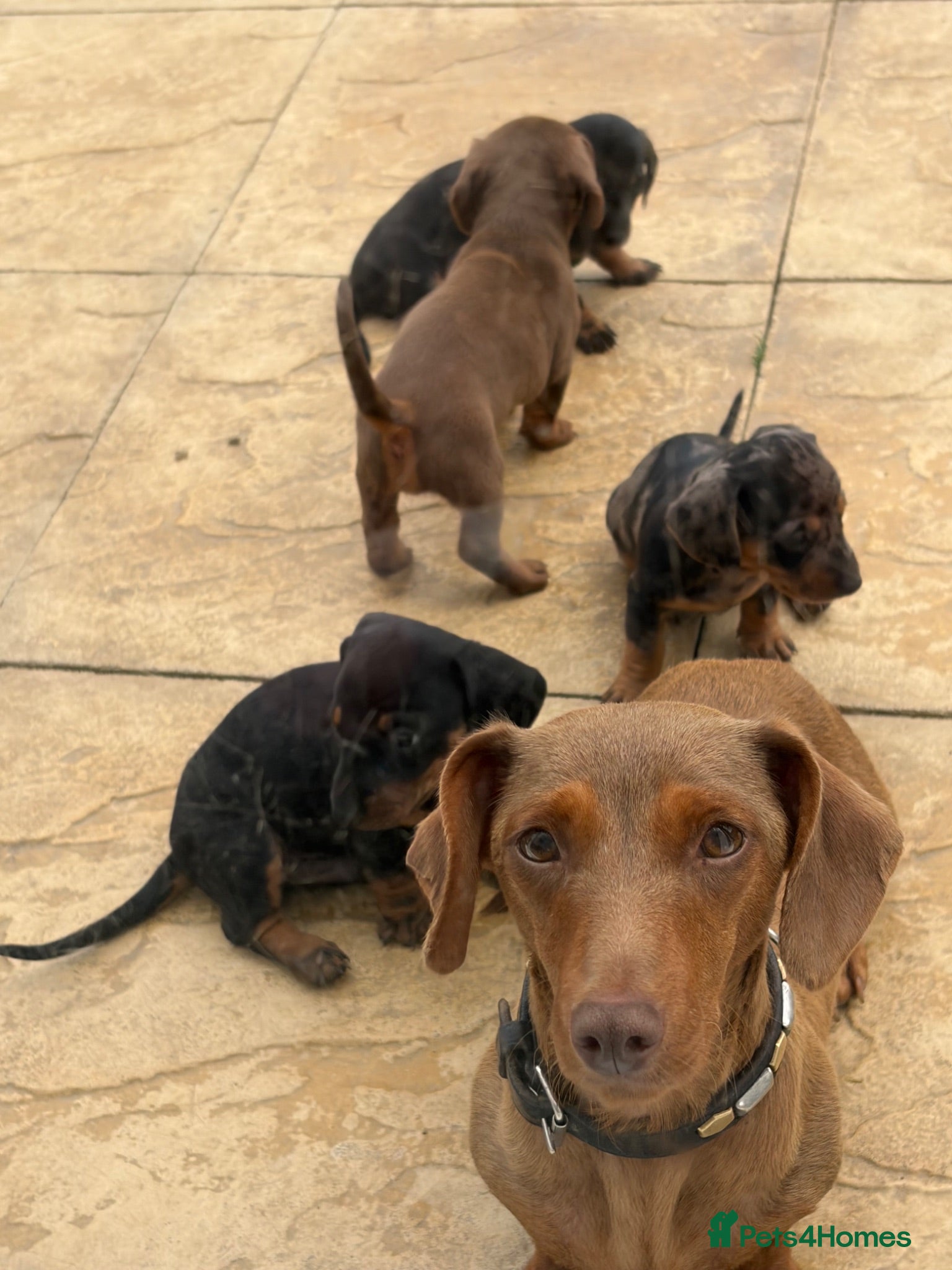 Dachshund dogs 4 beautiful boy pups looking for forever homes. - Advert 5