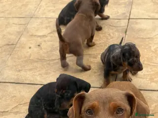Dachshund dogs 4 beautiful boy pups looking for forever homes. - Advert 5