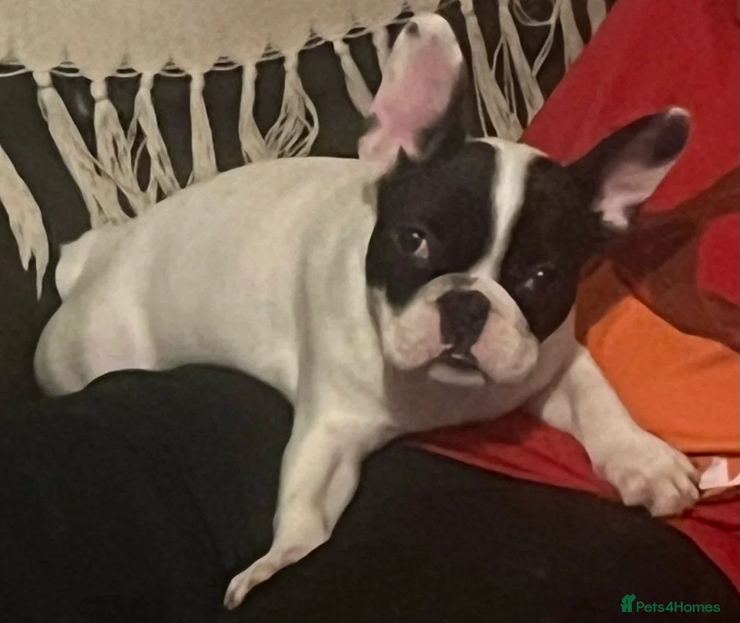 French Bulldog dogs for sale: Beautiful frenchie girl - Advert 8