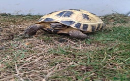 Tortoise reptiles for sale: Shelby - Image 5