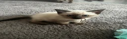 Siamese cats for sale: Stunning Siamese kittens  - Advert 8