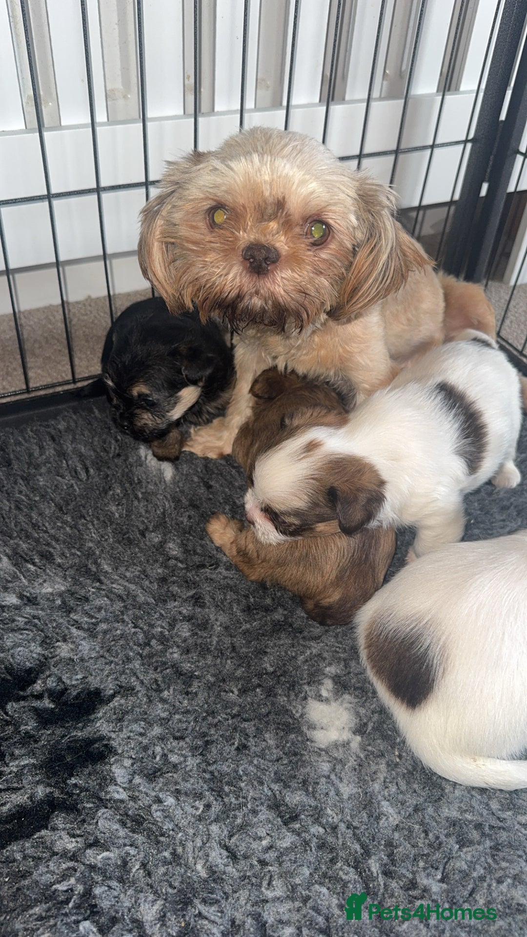 Shih Tzu dogs for sale:  Shih Tzu puppies 1 boy left! - Advert 10