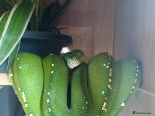 Python Snake reptiles - Advert 15