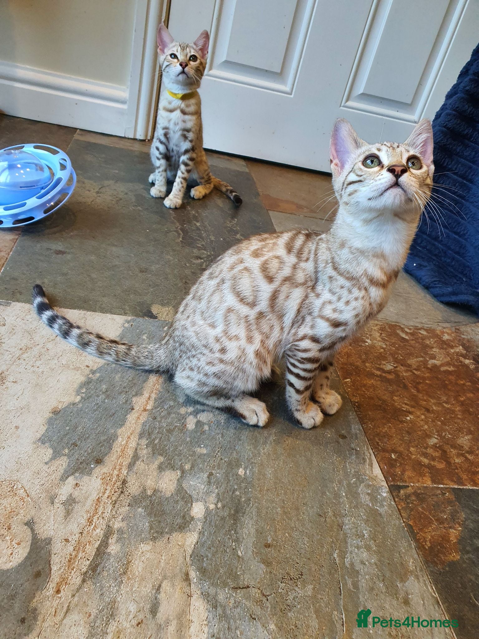 Bengal cats 🐆💕Very Beautiful Tica Registered Bengal Kittens. - Advert 2