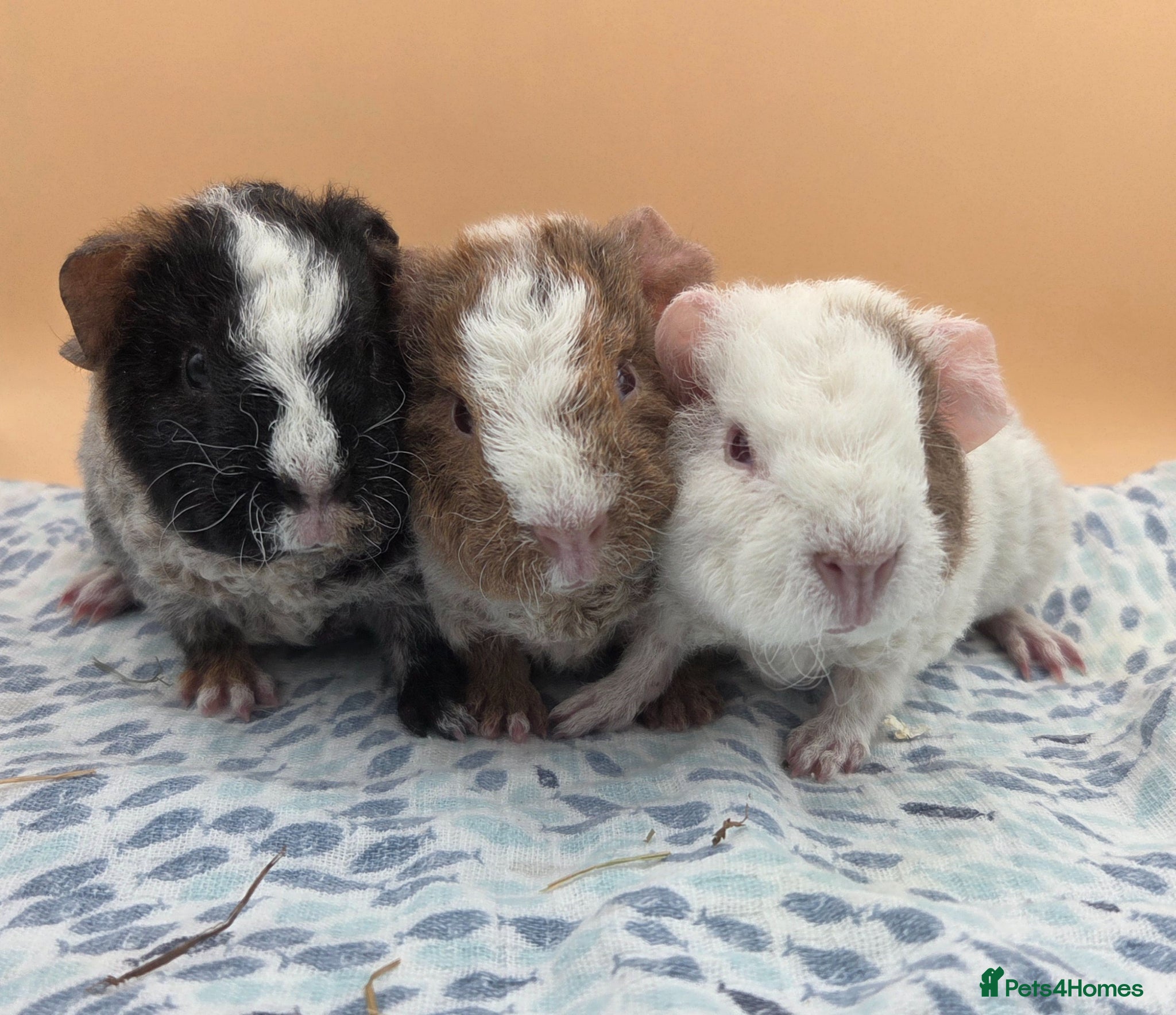 Guinea Pig rodents Roan Teddy Boars - Advert 1