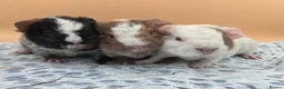 Guinea Pig rodents for sale: Roan Teddy Boars - Advert 1