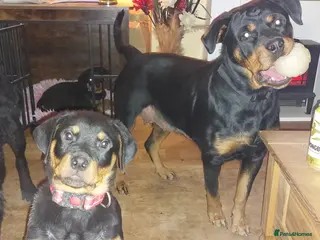 Rottweiler dogs Kc registered chunky pups - Advert 20