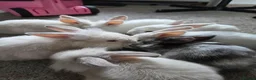 Mixed Breed rabbits for sale: READY NOW 7 baby rabbits - Advert 7