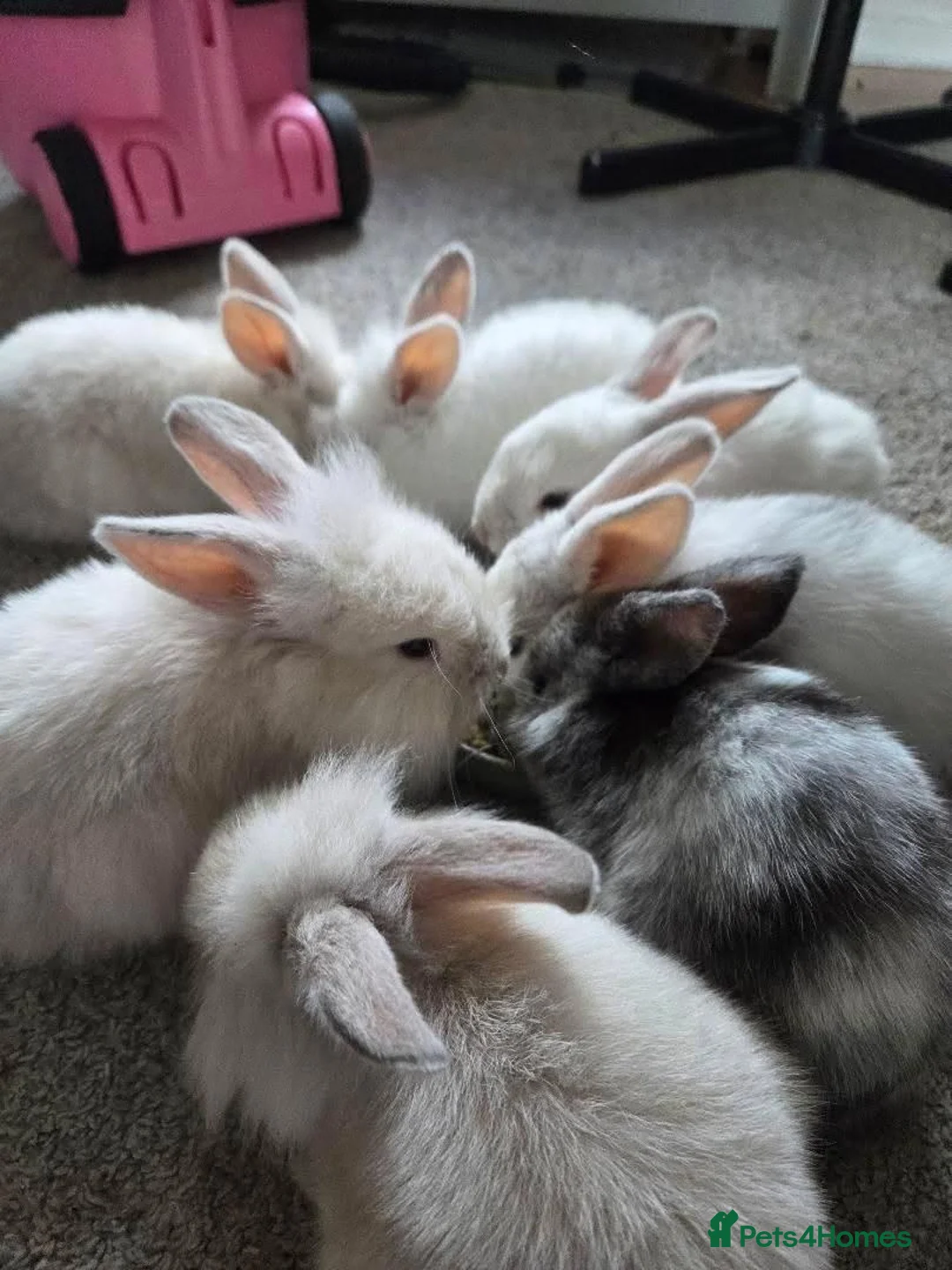 Mixed Breed rabbits for sale: READY NOW 7 baby rabbits - Advert 7