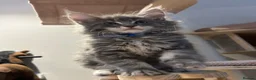 Maine Coon cats for sale: TICA Registered Maine Coon Kittens Available  in Sutton - Advert 9