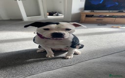 Mixed Breed dogs for sale: Staffie x American bulldog  - Image 1