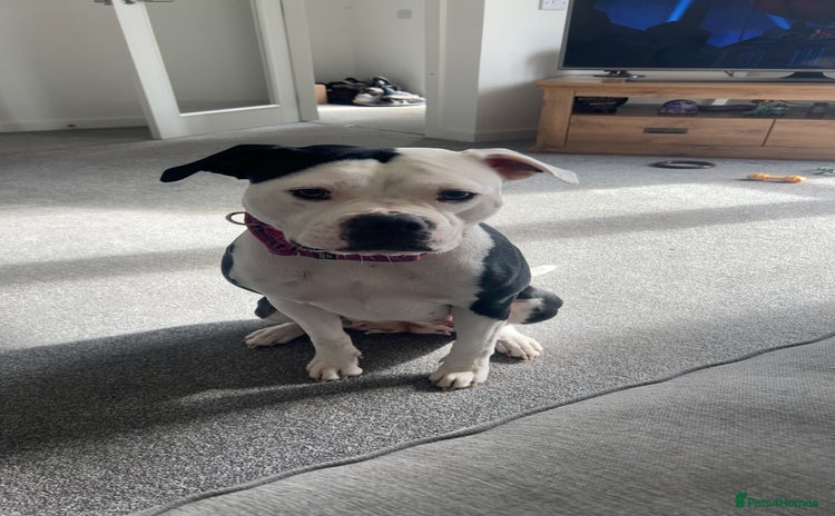 Mixed Breed dogs - Advert 5