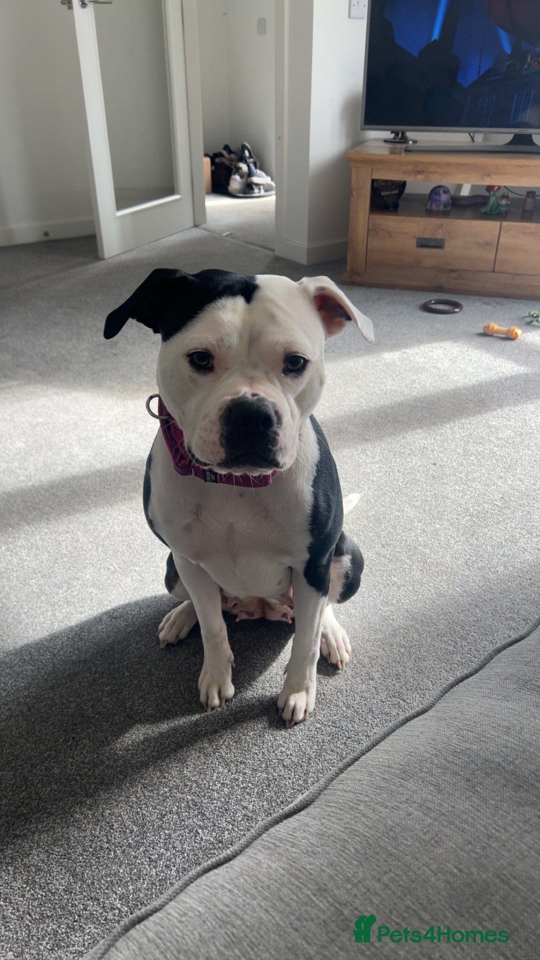 Mixed Breed dogs for sale: Staffie x American bulldog  - Image 1