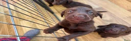 Labrador Retriever dogs for sale: Beautiful Chocolate Labrador Puppies - 09/03/2026 - Advert 17