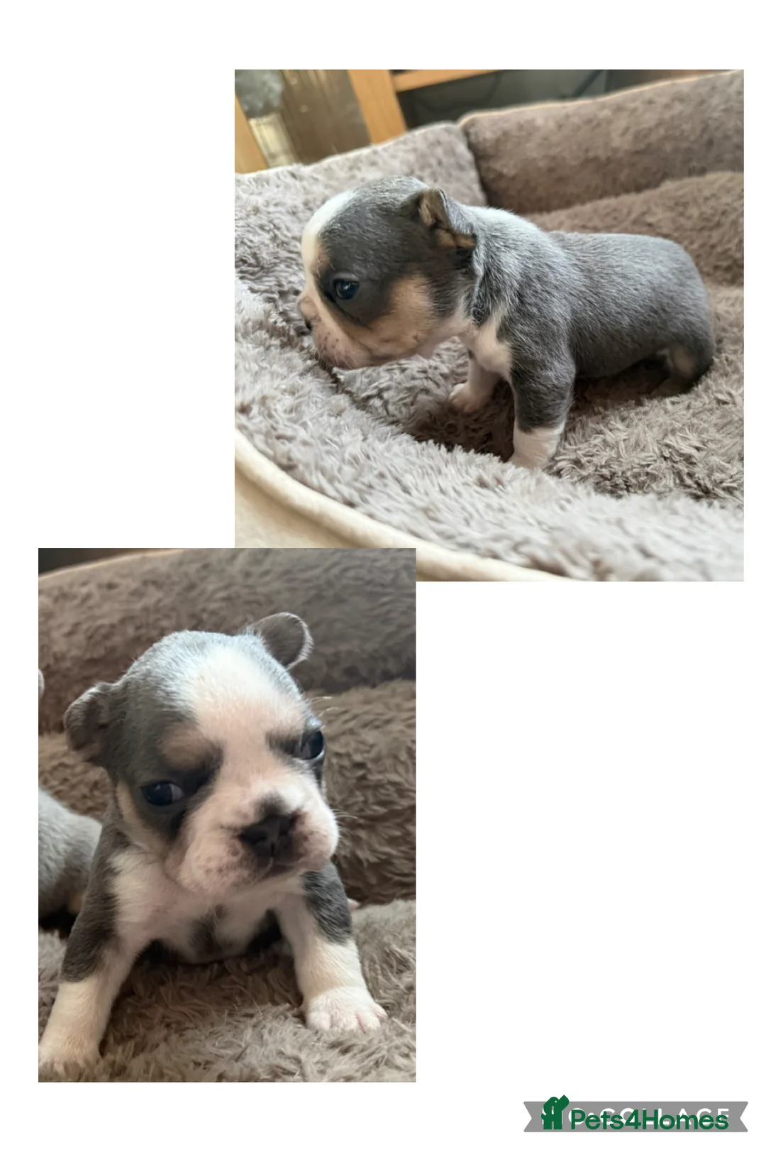 French Bulldog dogs for sale: LAST MALE LEFT beautiful KC reg French Bulldog - Advert 20