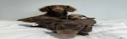 Miniature Dachshund dogs for stud: ✨HECTOR✨ MINI LONG HAIRED✨ CHOCOLATE DAPPLE ✨ - Advert 10