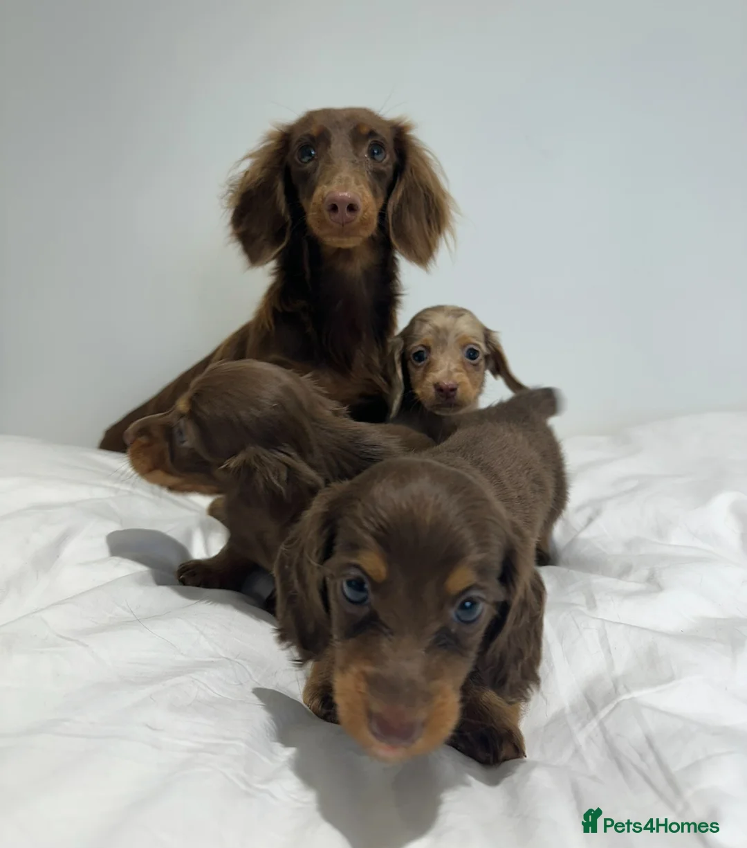 Miniature Dachshund dogs for stud: ✨HECTOR✨ MINI LONG HAIRED✨ CHOCOLATE DAPPLE ✨ - Advert 10