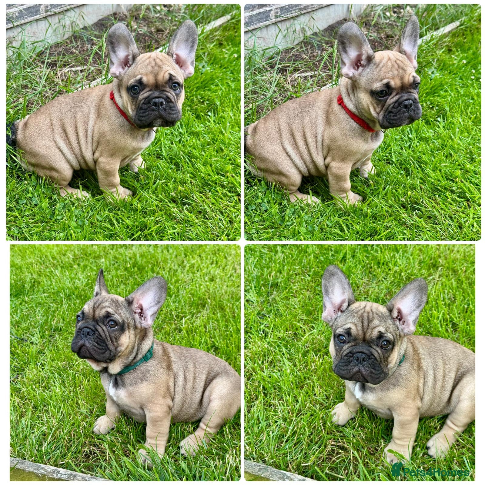 French Bulldog dogs 🔥Last 2boys French Bulldog ready to leave now🔥 - Advert 3