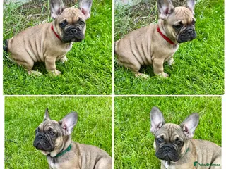 French Bulldog dogs 🔥Last 2boys French Bulldog ready to leave now🔥 - Advert 3