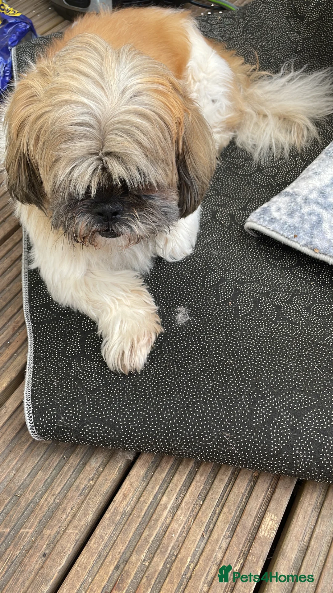 Mixed Breed dogs for sale: Chihuahua Shih Tzu mix puppies  - Advert 23