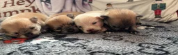 Pomeranian dogs for sale: Baby Poms  - Advert 3