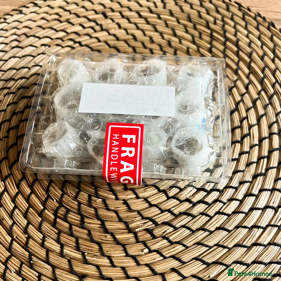 Quail poultry for sale: Chinese Painted (button) Quail Eggs 12 + EXTRAS - Advert 4