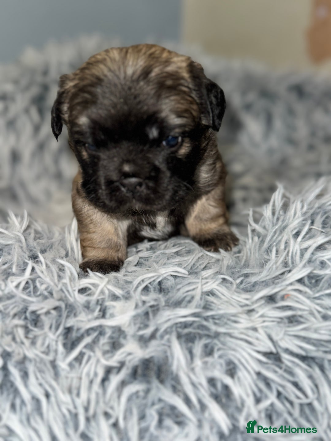 Mixed Breed dogs for sale: Frugg French bulldog cross - Advert 2