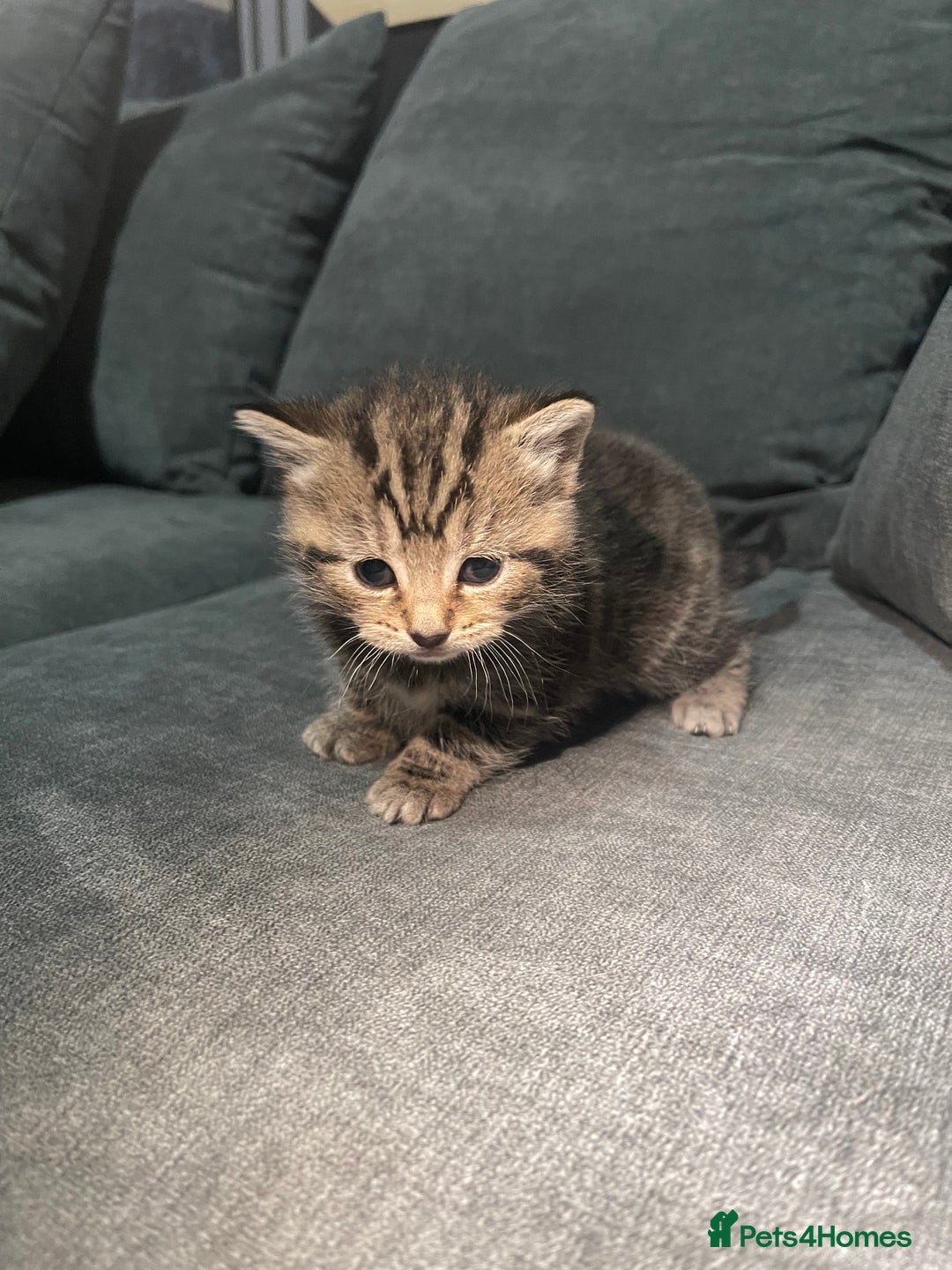 Mixed Breed cats for sale: Mixed British short haired kittens  - Advert 5
