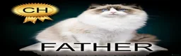 Ragdoll cats for sale: Ragdoll Kitten Girl ZPAE Champion 94% Purity! - Advert 2