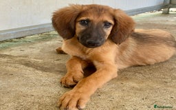 Mixed Breed dogs for adoption: Wren (Hound/Shepherd mix) - Image 18