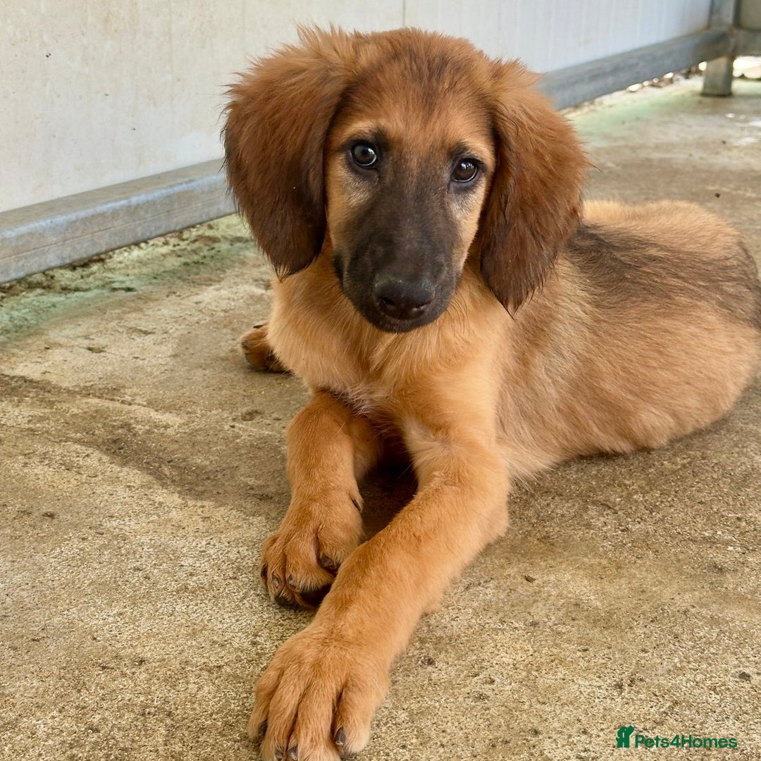 Mixed Breed dogs for adoption: Wren (Hound/Shepherd mix) - Image 18