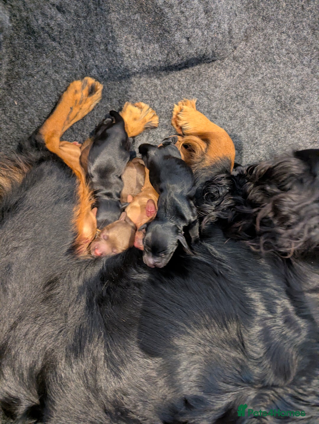 Cocker Spaniel dogs for sale: Working cocker spaniels  - Advert 2