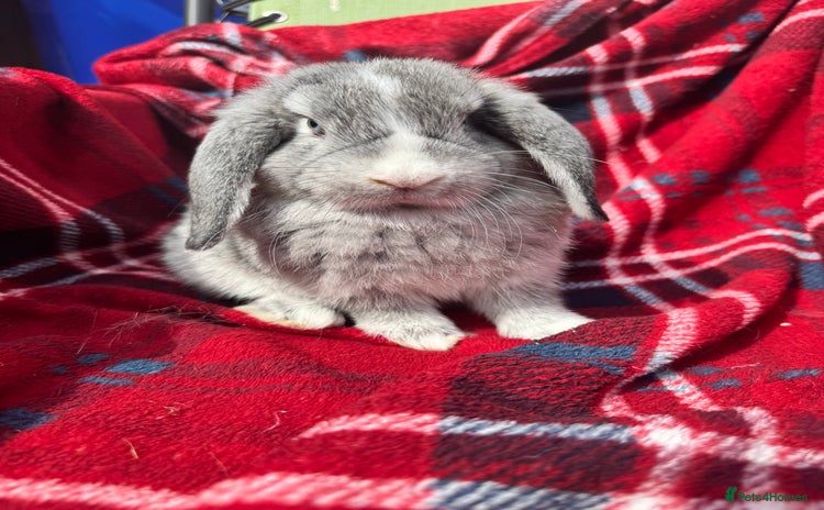 Mini Lop rabbits - Advert 5