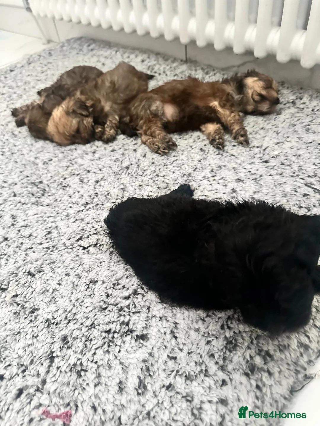 Shihpoo dogs for sale: Shihpoo Puppies  - Advert 2