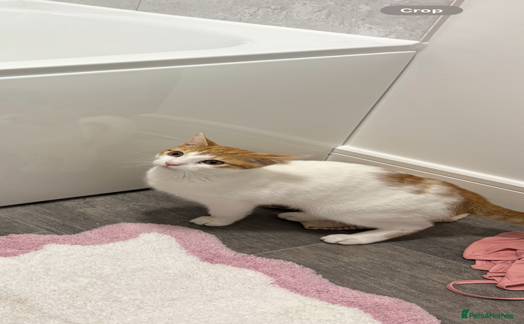 Mixed Breed cats - Advert 2