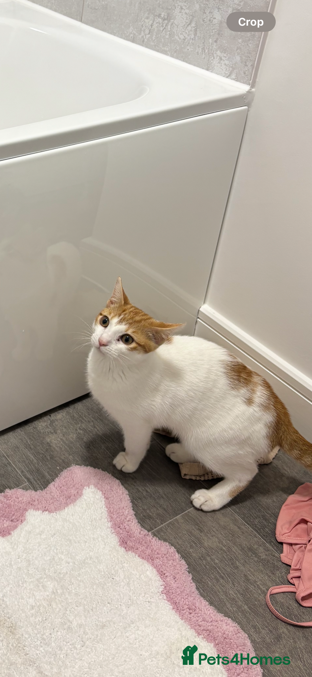 Mixed Breed cats for sale: Beautiful cats  - Image 5