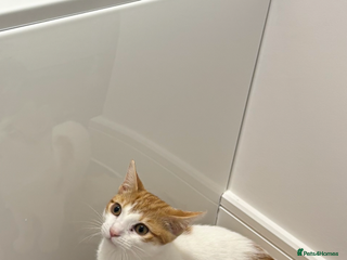 Mixed Breed cats Beautiful cats - Advert 3