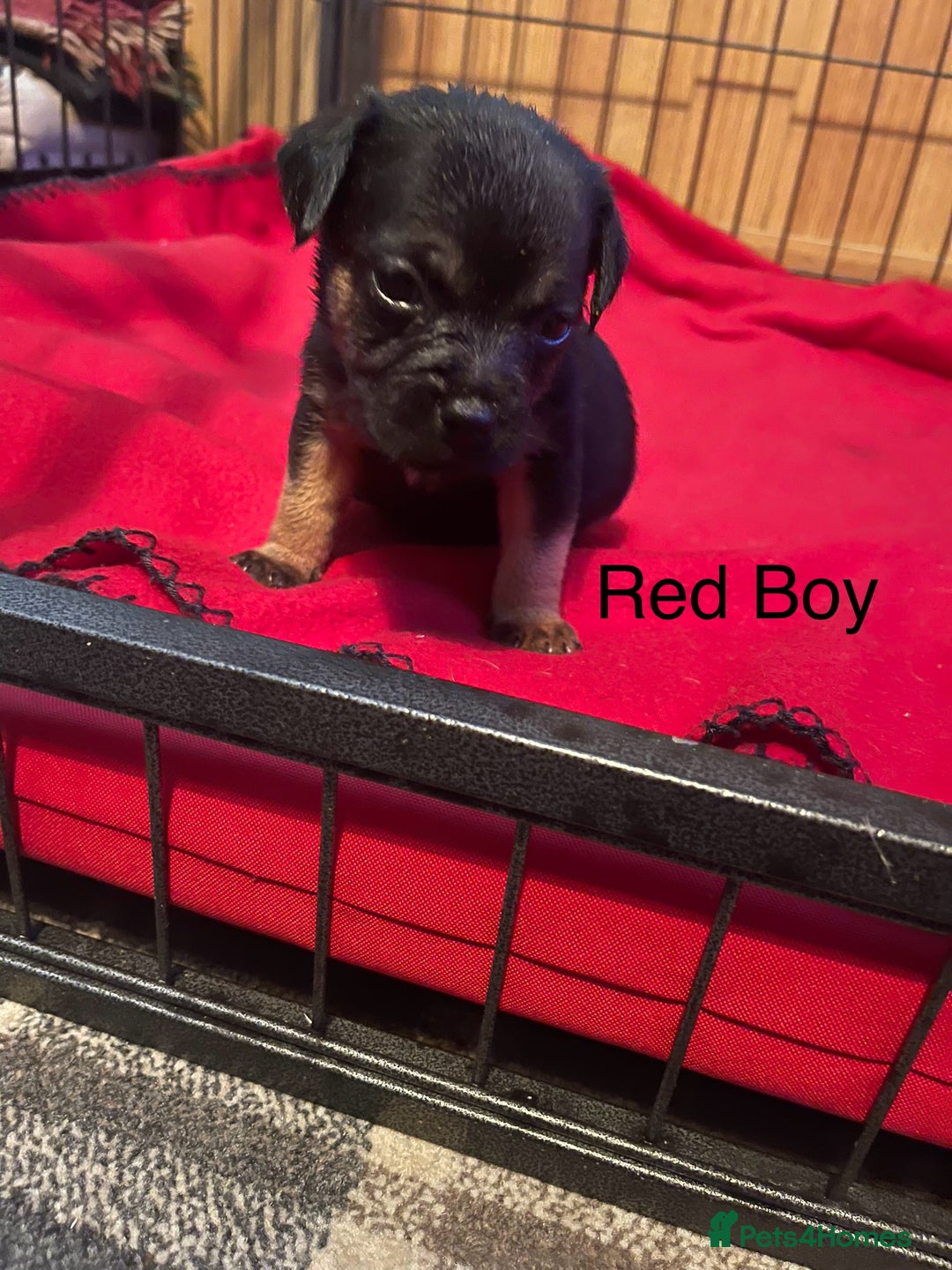 Border Terrier dogs for sale: Border Terrier Pups - Advert 8