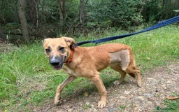 Mixed Breed dogs for adoption: Laska - Norwich Norfolk  - Image 15
