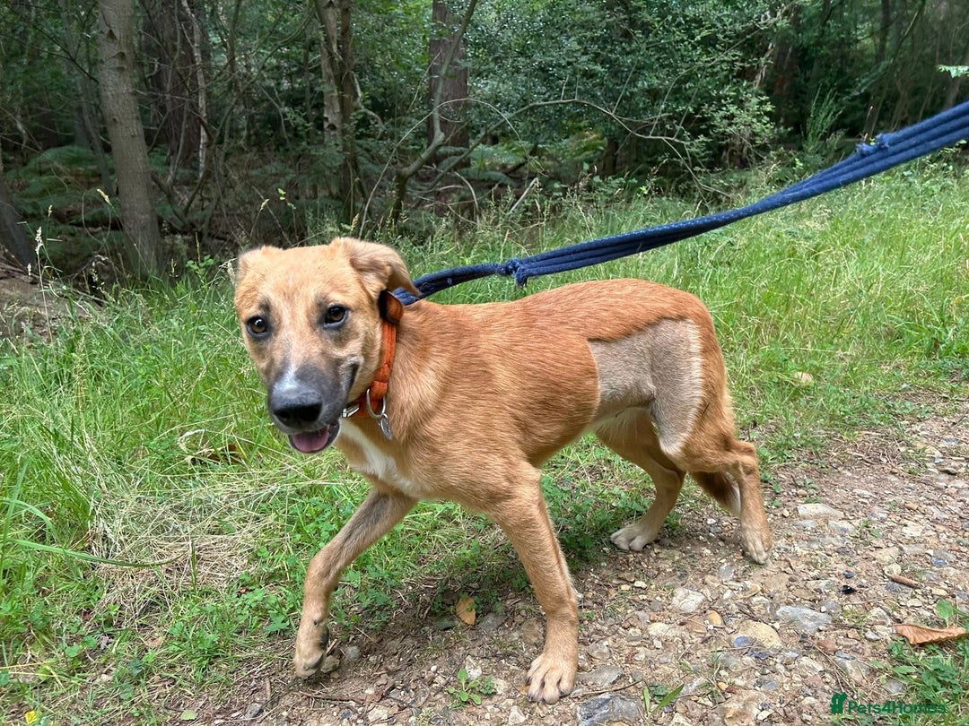 Mixed Breed dogs for adoption: Laska - Norwich Norfolk  - Image 15