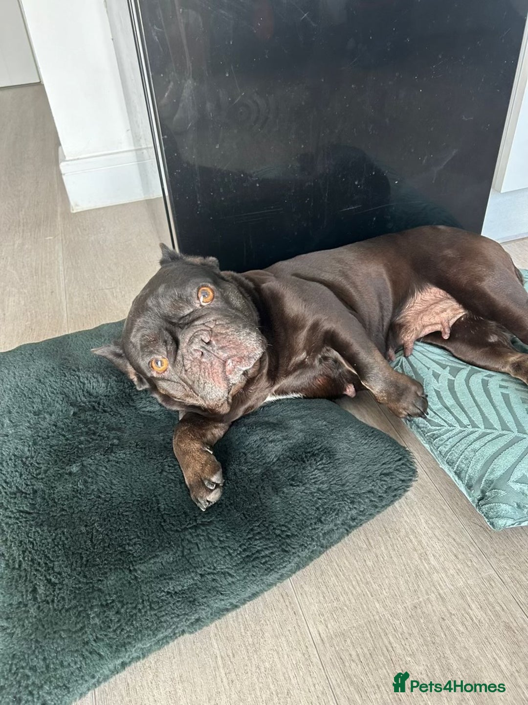 French Bulldog dogs for sale: French bulldog looking for a new home - Image 1