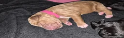 Mixed Breed dogs for sale: Australian Labradoodle x Goldendoodle Puppies - Advert 9