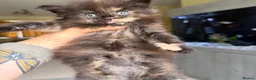 Maine Coon cats for sale: XL MAINE COON KITTENS UNIQUE COLOUR XL BLOODLINE - Advert 10