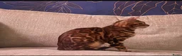 Bengal cats for sale: 2 stunning tica active male kittens. Ready to go - Advert 8