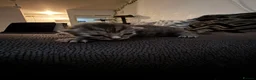 Mixed Breed cats for sale: Kittens looking for their forever homes  - Advert 3