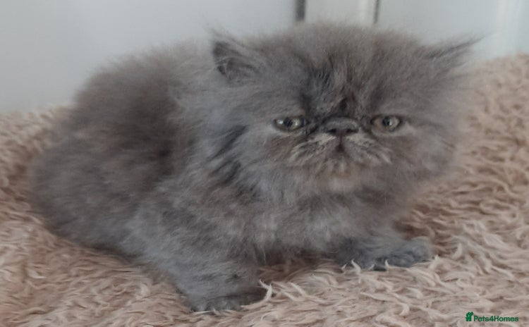 Persian cats - Advert 1