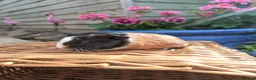 Guinea Pig rodents for sale: Lovely little bonded babies - Advert 7