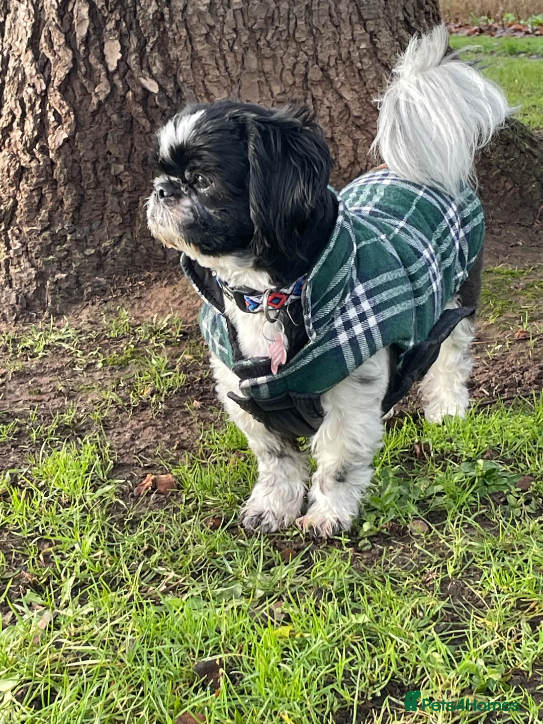 Shih Tzu dogs for sale: Pixie full Shih tzu - Advert 1