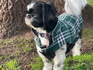 Shih Tzu dogs Pixie full Shih tzu - Advert 1