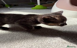 RagaMuffin cats for sale: Ragamuffin kittens  - Image 8